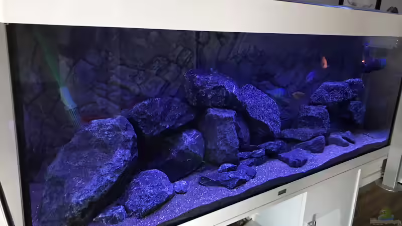 Aquarium Seitenansicht von CJ (4)