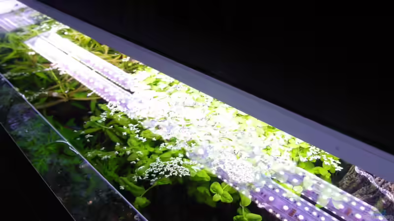 Aquarium SEPULTURA von Intershrimpview (8)