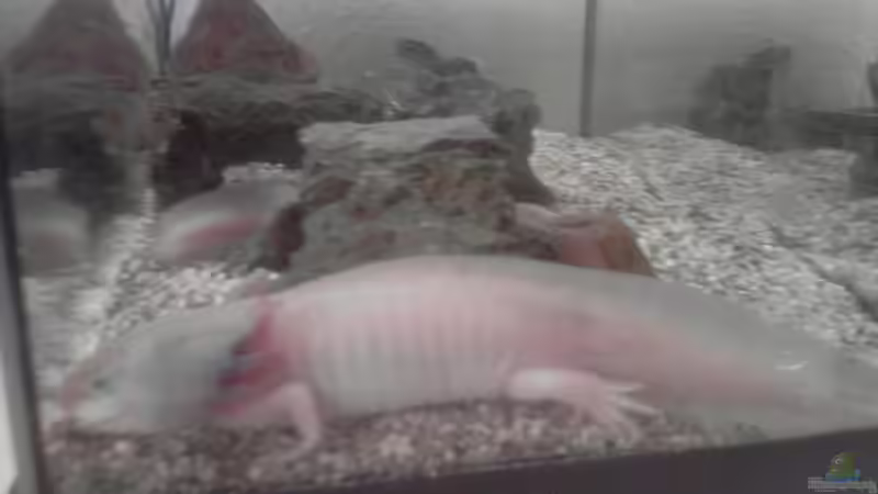 Aquarium Sera Anfängerset von Xiahtic (3)