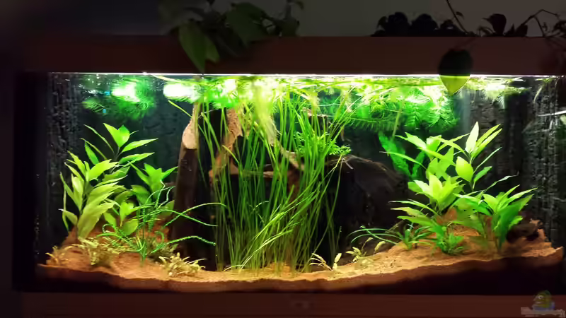 Aquarium Serrasalmus - the one and lonely von NRW (4)