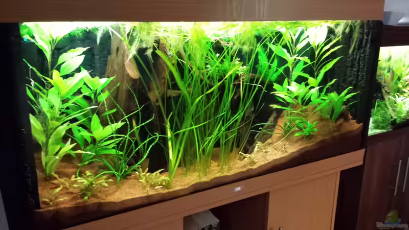 Aquarium Serrasalmus - the one and lonely von NRW (6)