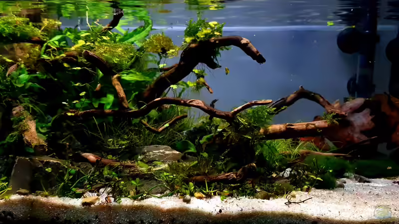 Aquarium Shallow Tributary von Romano E (2)