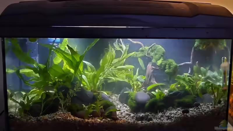 Aquarium Silence -aufgelöst- von okefenokee (10)