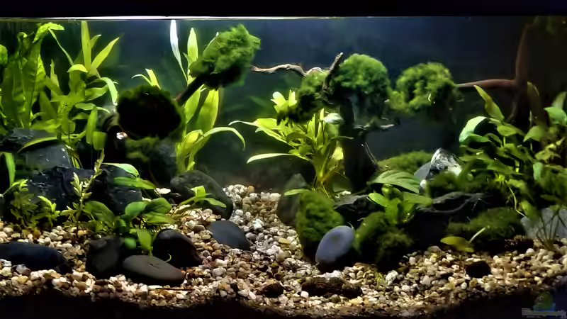 Aquarium Silence -aufgelöst- von okefenokee (12)