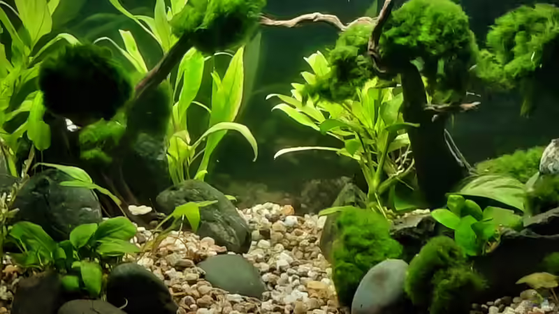 Aquarium Silence -aufgelöst- von okefenokee (13)