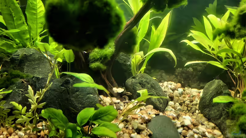 Aquarium Silence -aufgelöst- von okefenokee (14)