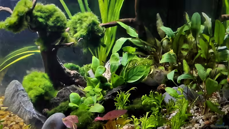 Aquarium Silence -aufgelöst- von okefenokee (17)