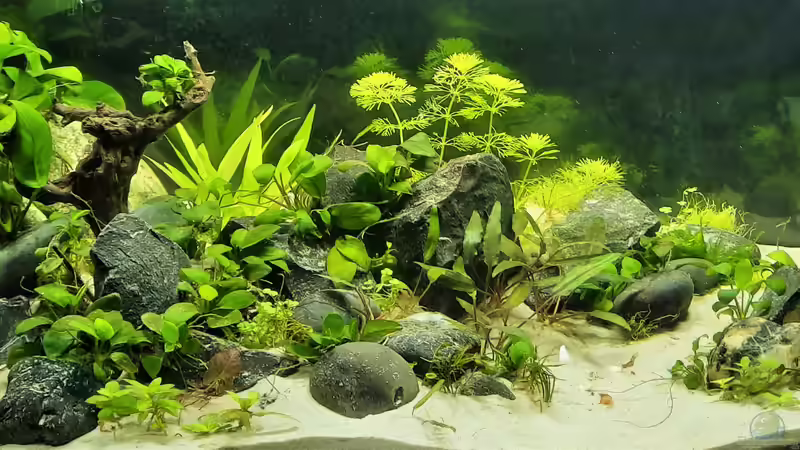 Aquarium Silence -aufgelöst- von okefenokee (2)