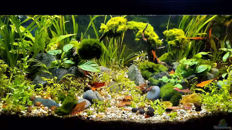 Aquarium Silence -aufgelöst- von okefenokee (20)