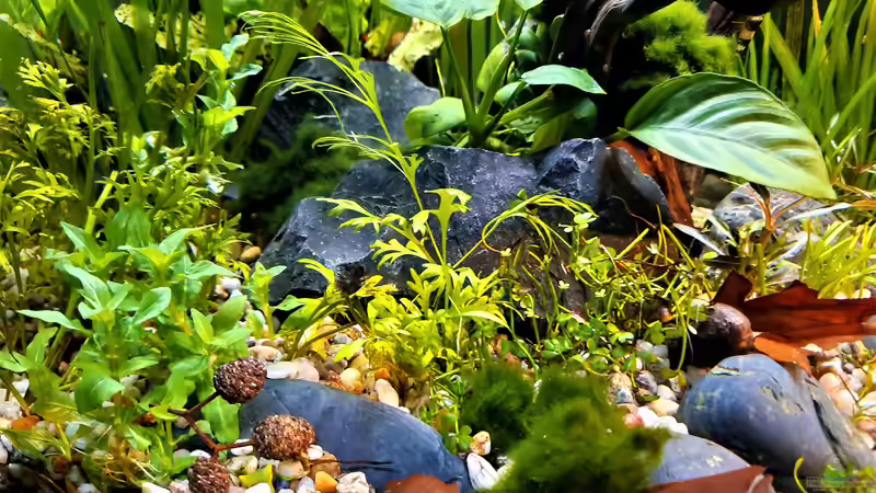 Aquarium Silence -aufgelöst- von okefenokee (21)