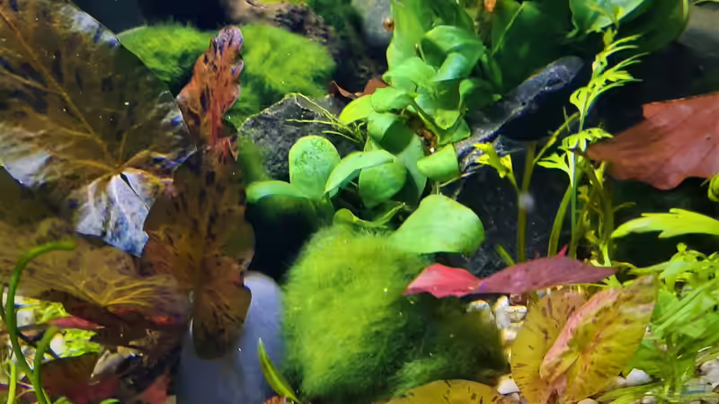 Aquarium Silence -aufgelöst- von okefenokee (22)