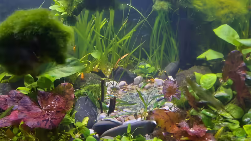 Aquarium Silence -aufgelöst- von okefenokee (26)