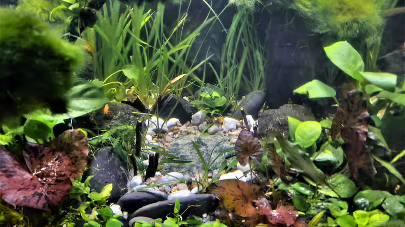 Aquarium Silence -aufgelöst- von okefenokee (27)