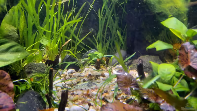 Aquarium Silence -aufgelöst- von okefenokee (28)