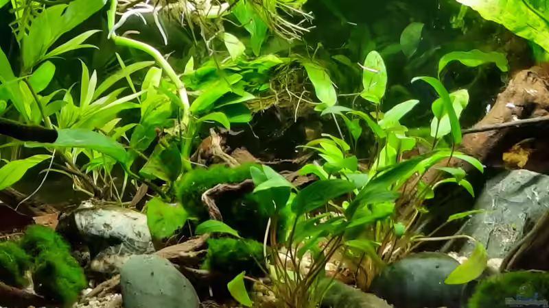 Aquarium Silence -aufgelöst- von okefenokee (4)