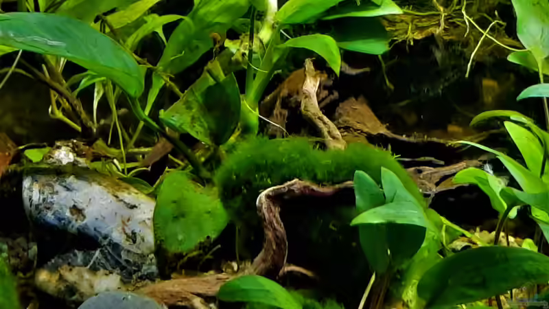 Aquarium Silence -aufgelöst- von okefenokee (5)