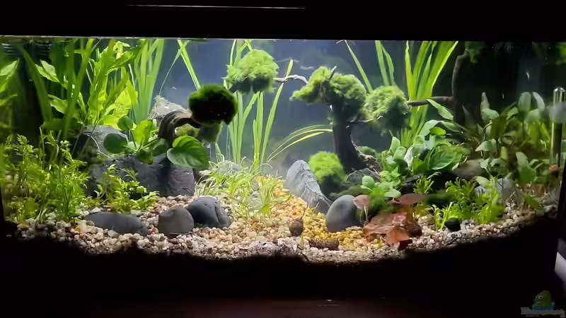 Aquarium Silence -aufgelöst- von okefenokee (6)