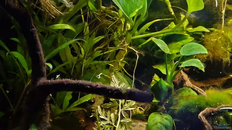 Aquarium Silence -aufgelöst- von okefenokee (8)