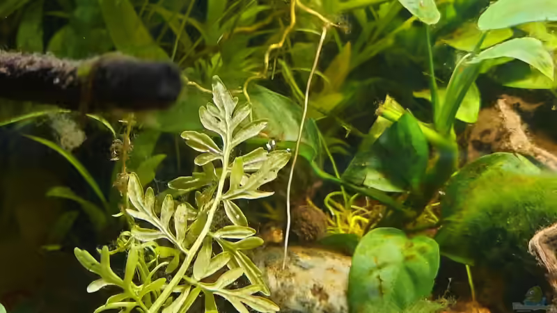 Aquarium Silence -aufgelöst- von okefenokee (9)