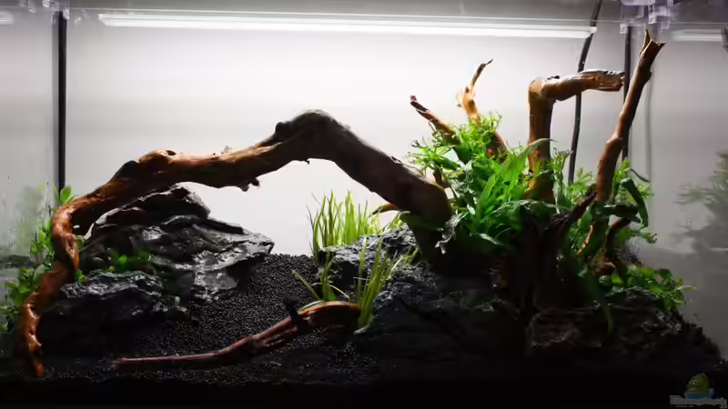 Aquarium Silence of Nature von Jaime (10)