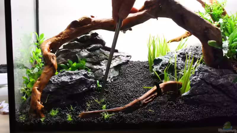 Aquarium Silence of Nature von Jaime (11)