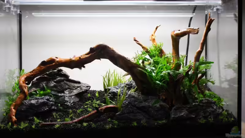 Aquarium Silence of Nature von Jaime (13)