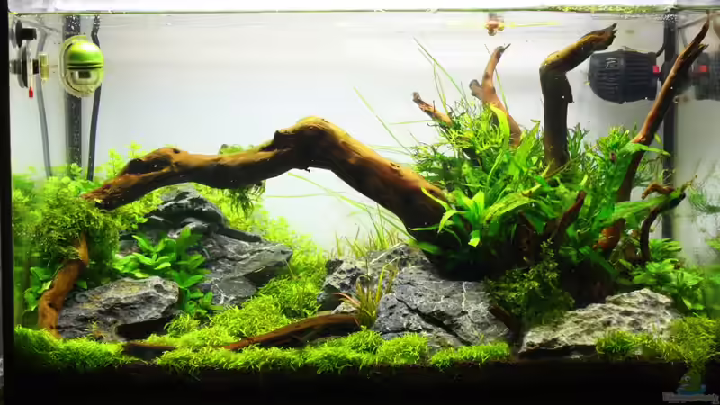 Aquarium Silence of Nature von Jaime (17)