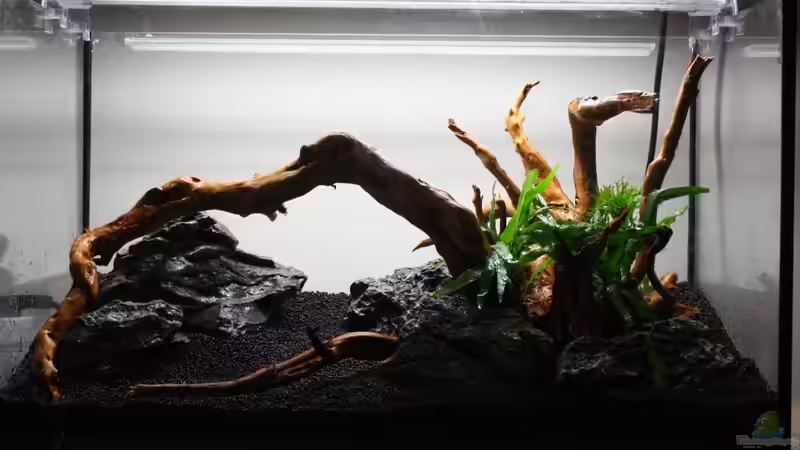 Aquarium Silence of Nature von Jaime (7)