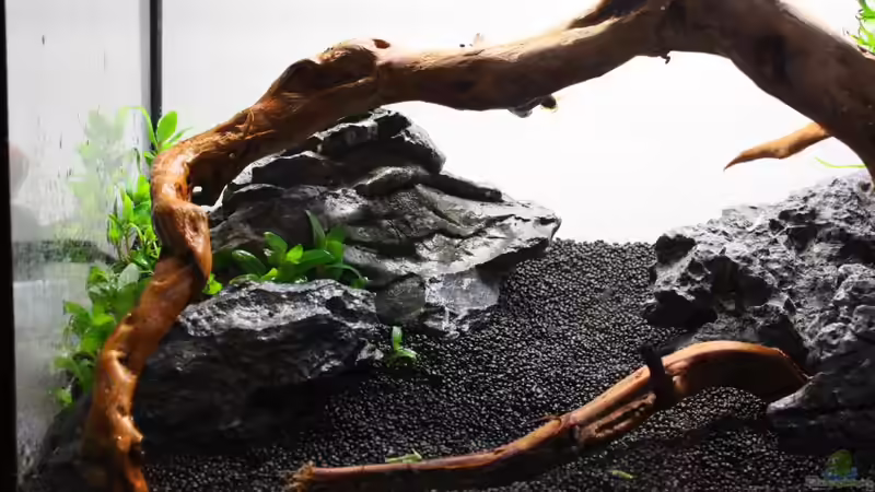 Aquarium Silence of Nature von Jaime (8)