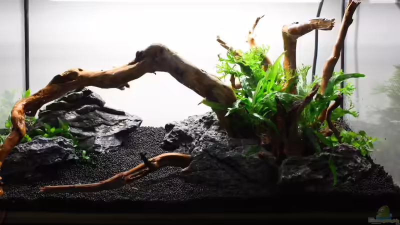 Aquarium Silence of Nature von Jaime (9)