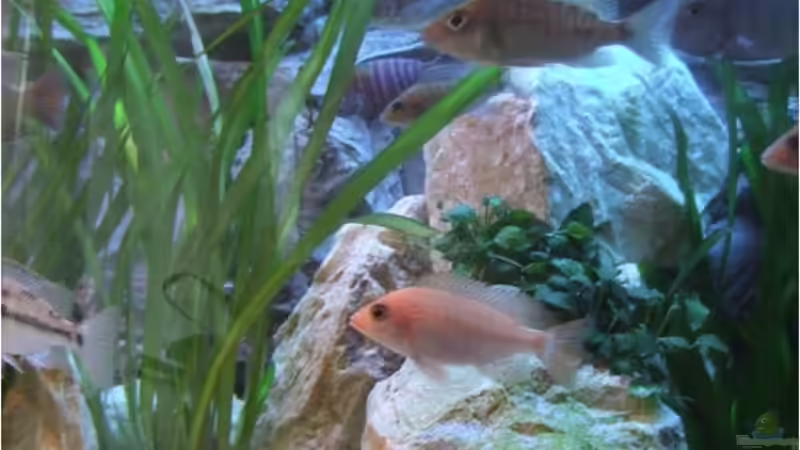 Aquarium Silvan`s Malawi-Badewanne von Der Schweizer (10)