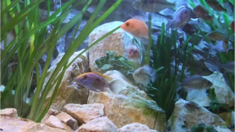 Aquarium Silvan`s Malawi-Badewanne von Der Schweizer (11)