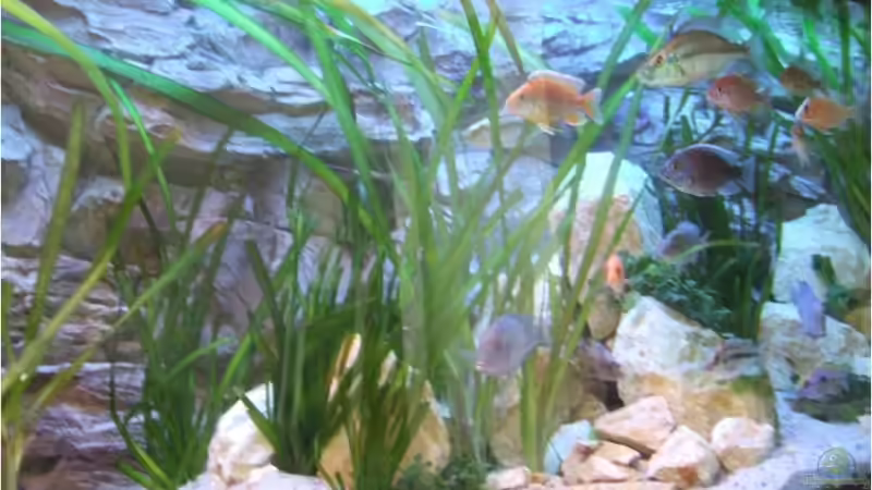 Aquarium Silvan`s Malawi-Badewanne von Der Schweizer (12)