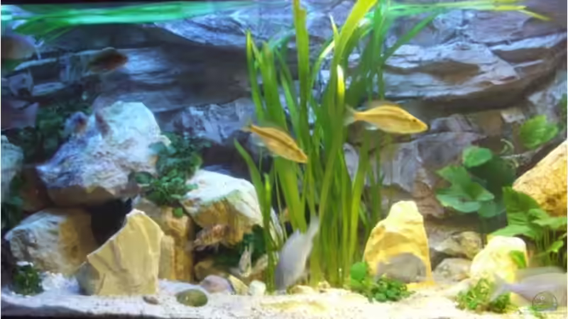 Aquarium Silvan`s Malawi-Badewanne von Der Schweizer (2)