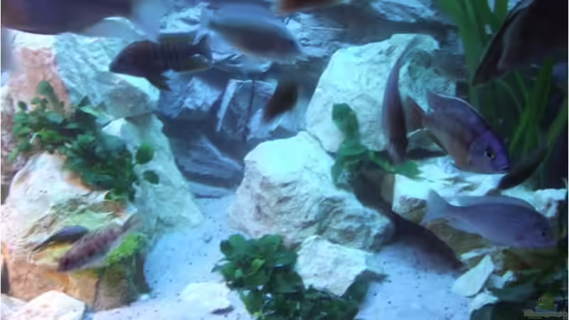 Aquarium Silvan`s Malawi-Badewanne von Der Schweizer (3)
