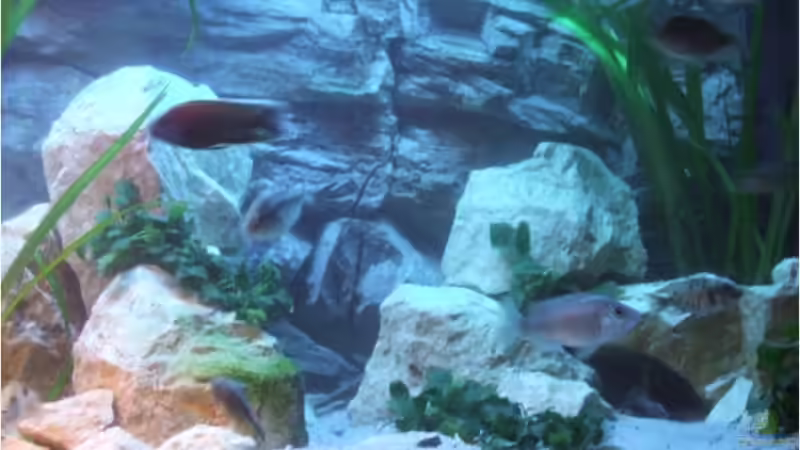 Aquarium Silvan`s Malawi-Badewanne von Der Schweizer (6)