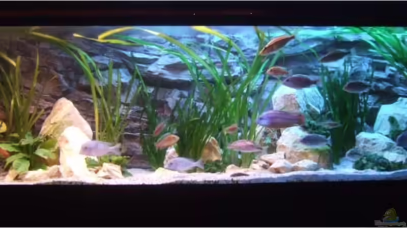 Aquarium Silvan`s Malawi-Badewanne von Der Schweizer (8)