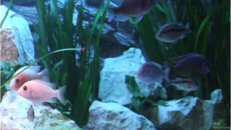 Aquarium Silvan`s Malawi-Badewanne von Der Schweizer (9)