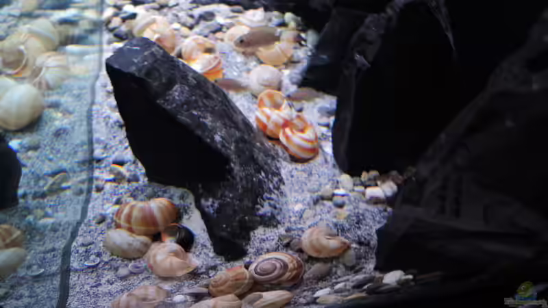 Aquarium simileri Reich von similis (11)