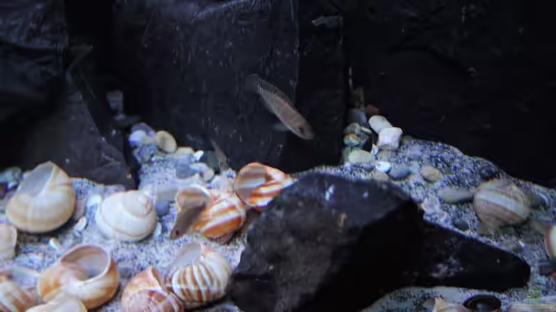 Aquarium simileri Reich von similis (12)