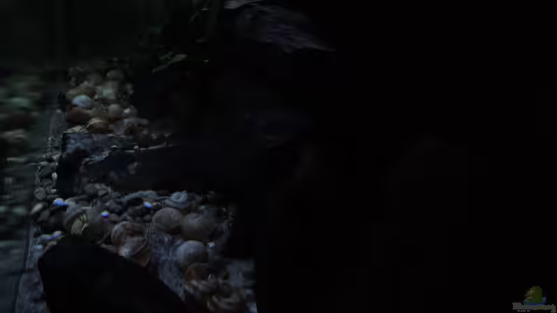 Aquarium simileri Reich von similis (13)