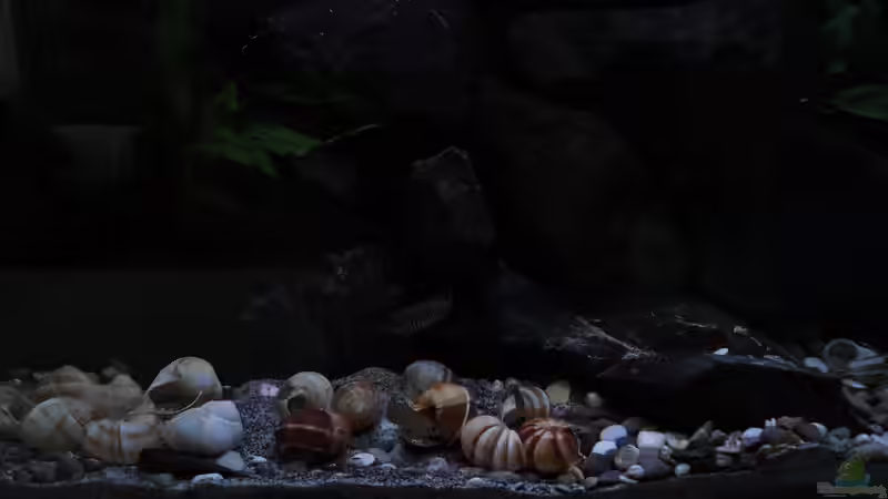 Aquarium simileri Reich von similis (14)