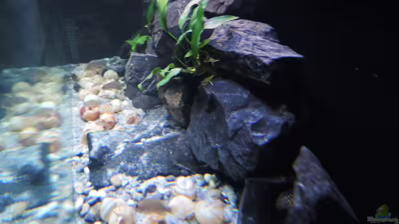 Aquarium simileri Reich von similis (17)