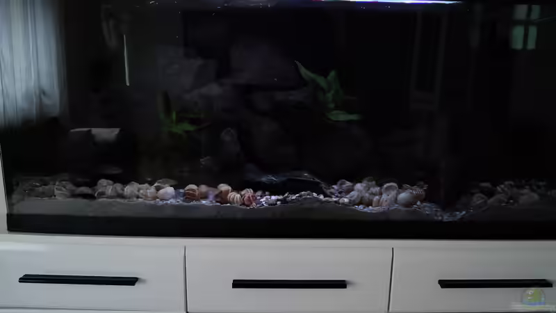 Aquarium simileri Reich von similis (3)