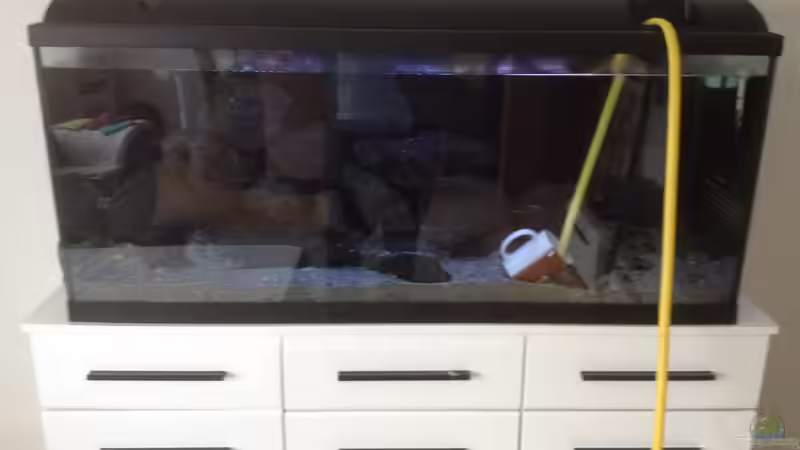 Aquarium simileri Reich von similis (5)