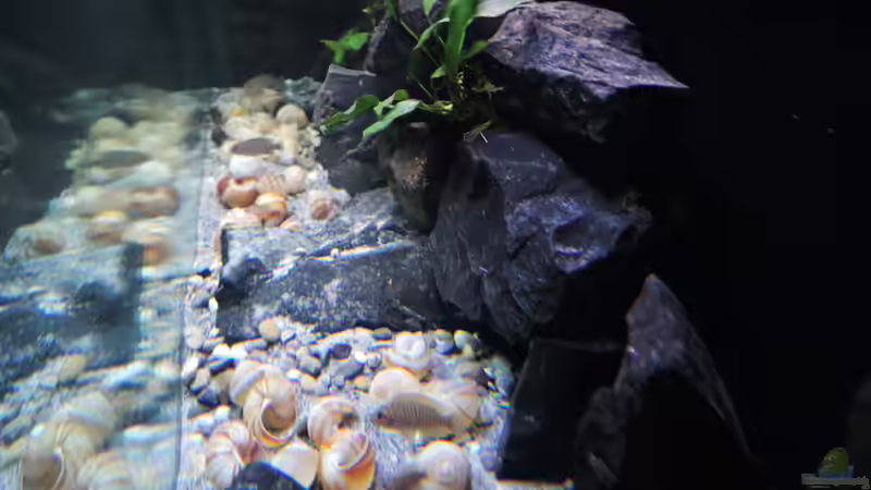 Aquarium simileri Reich von similis (8)