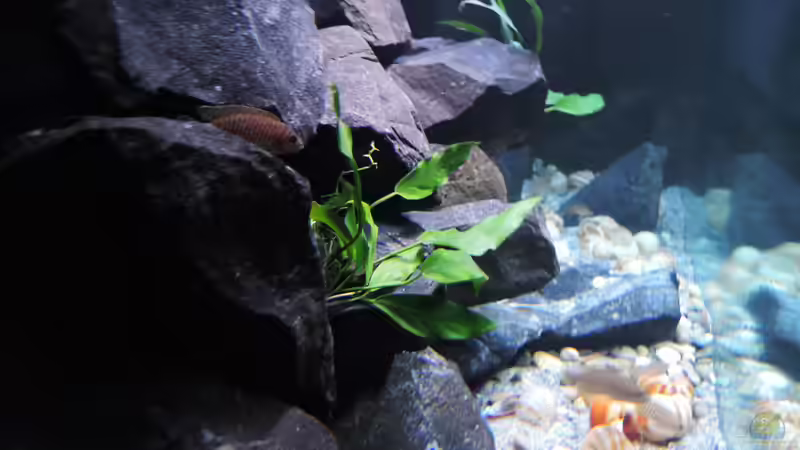 Aquarium simileri Reich von similis (9)