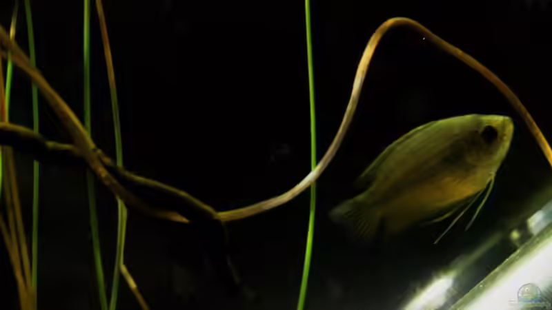 Aquarium simple von lomarraco (6)