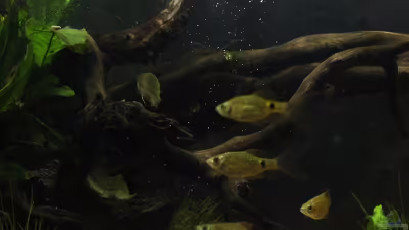 Aquarium simple von lomarraco (7)