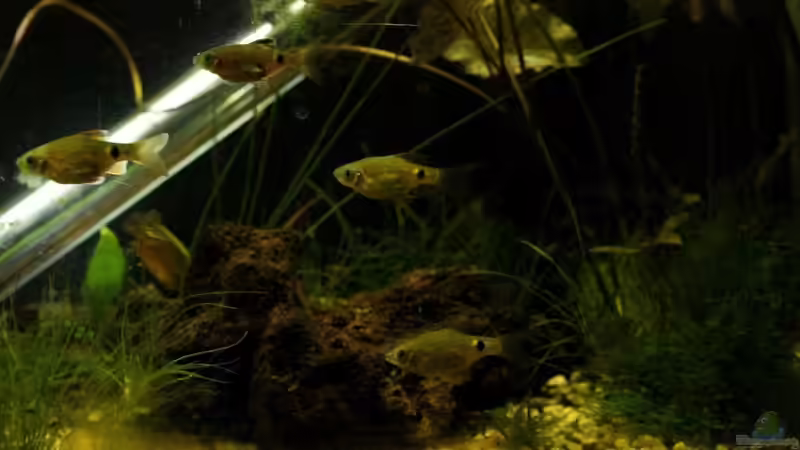 Aquarium simple von lomarraco (8)